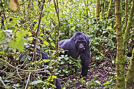 Un gorille s'avance doucement dans la jungle 