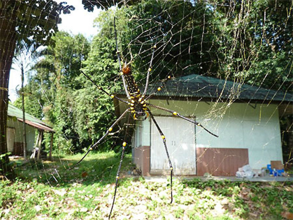 Krabi, le parc national de Khao Phanon Bencha