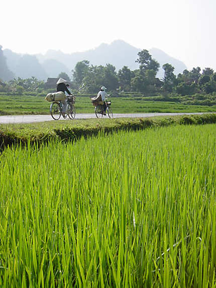 Dans les rizières du Vietnam 