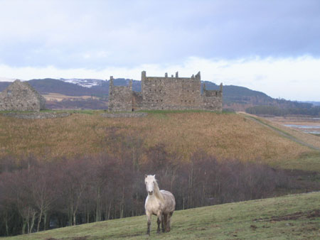 Cheval blanc devant Ruthven barracks Cheval blanc devant Ruthven barracks