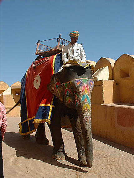 Eléphant Palais de Jaïpur
