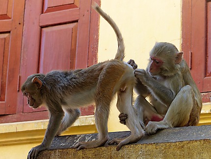 Macaque du Mont Popa