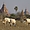 Scène pastorale à Bagan