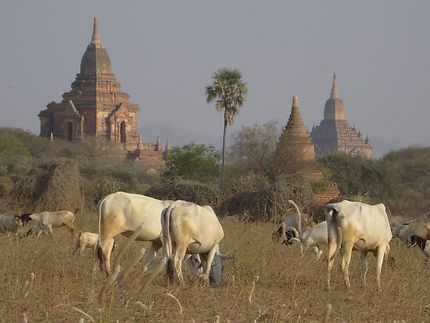 Scène pastorale à Bagan