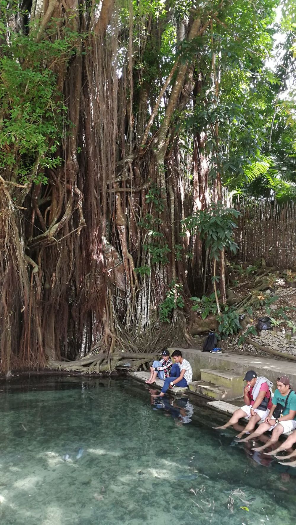 Century old balete tree