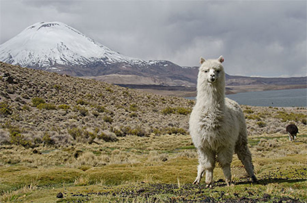 Lama au Parque de la Lauca