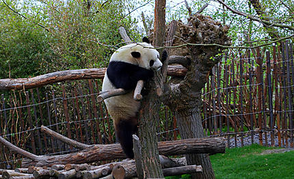 Panda Hao Hao 