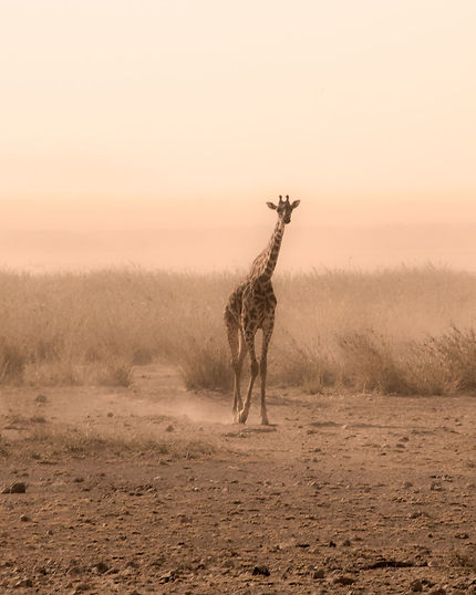 Girafe dans le Masaï-Maraï
