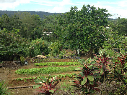 Les cultures maraîchères de Cacao, Guyane