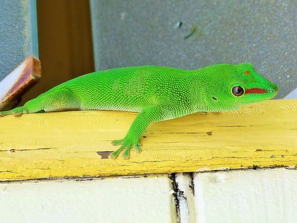 Gecko de la Réunion