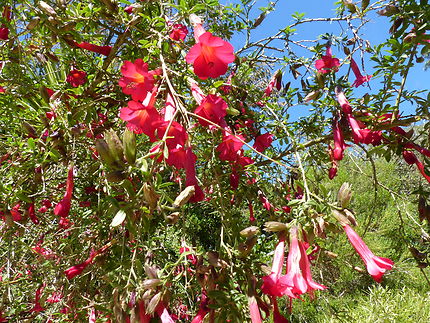 Cantua ou buxifolia jardin exotique Roscoff 