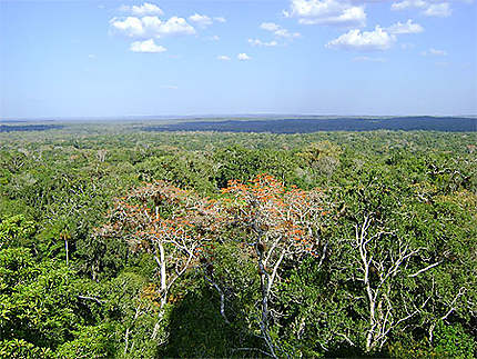 Vue de Tikal