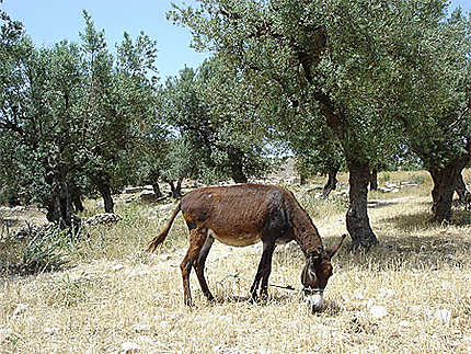 Âne dans les champs d'oliviers