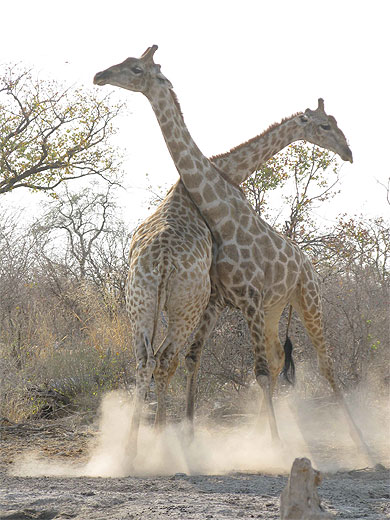 Combat de girafes à Etosha : Girafes : Animaux : Animaux : Réserve d