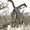 Combat de girafes à Etosha