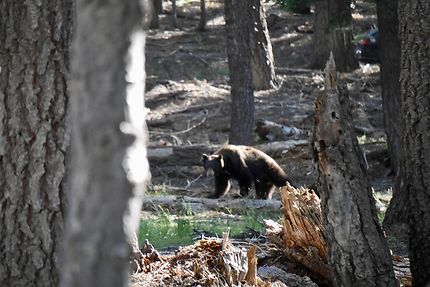 Un ours à Yosemite