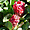 Protea jardin exotique de Roscoff 