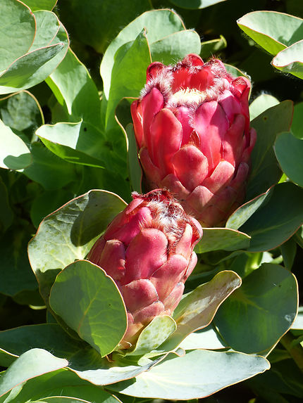 Protea jardin exotique de Roscoff 