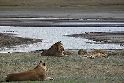 Lions au repos
