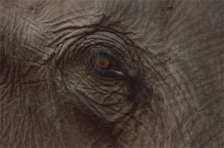Regard d'éléphant Regard d'éléphant