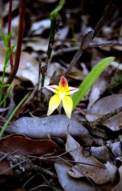 Orchidée Orchidée