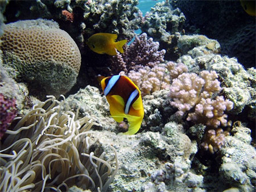 Poisson clown en mer Rouge