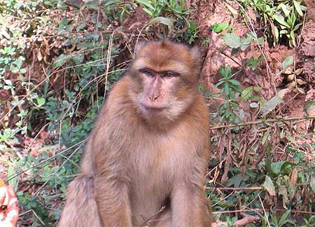 Singe magot Singe magot