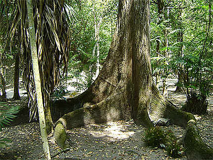 La jungle de Tikal