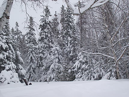 Décor d'hiver aux Jardins de Métis
