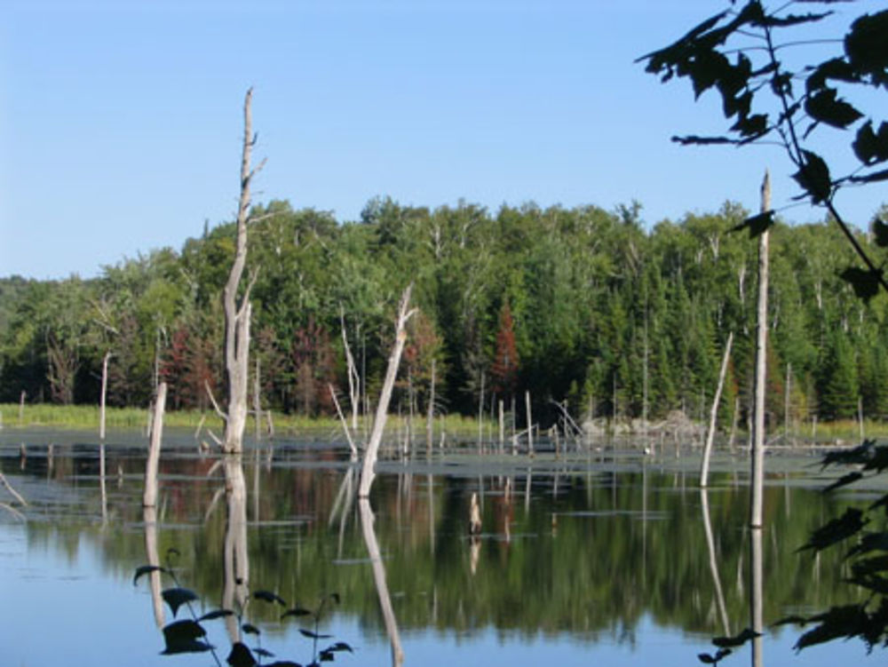 Balade en forêt