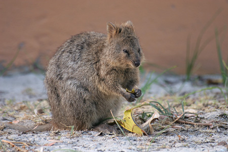 Quokka Quokka