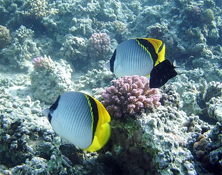Couple de Chaetodons Couple de Chaetodons