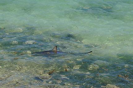 Requin sur les côtes sud de Grand Cayman