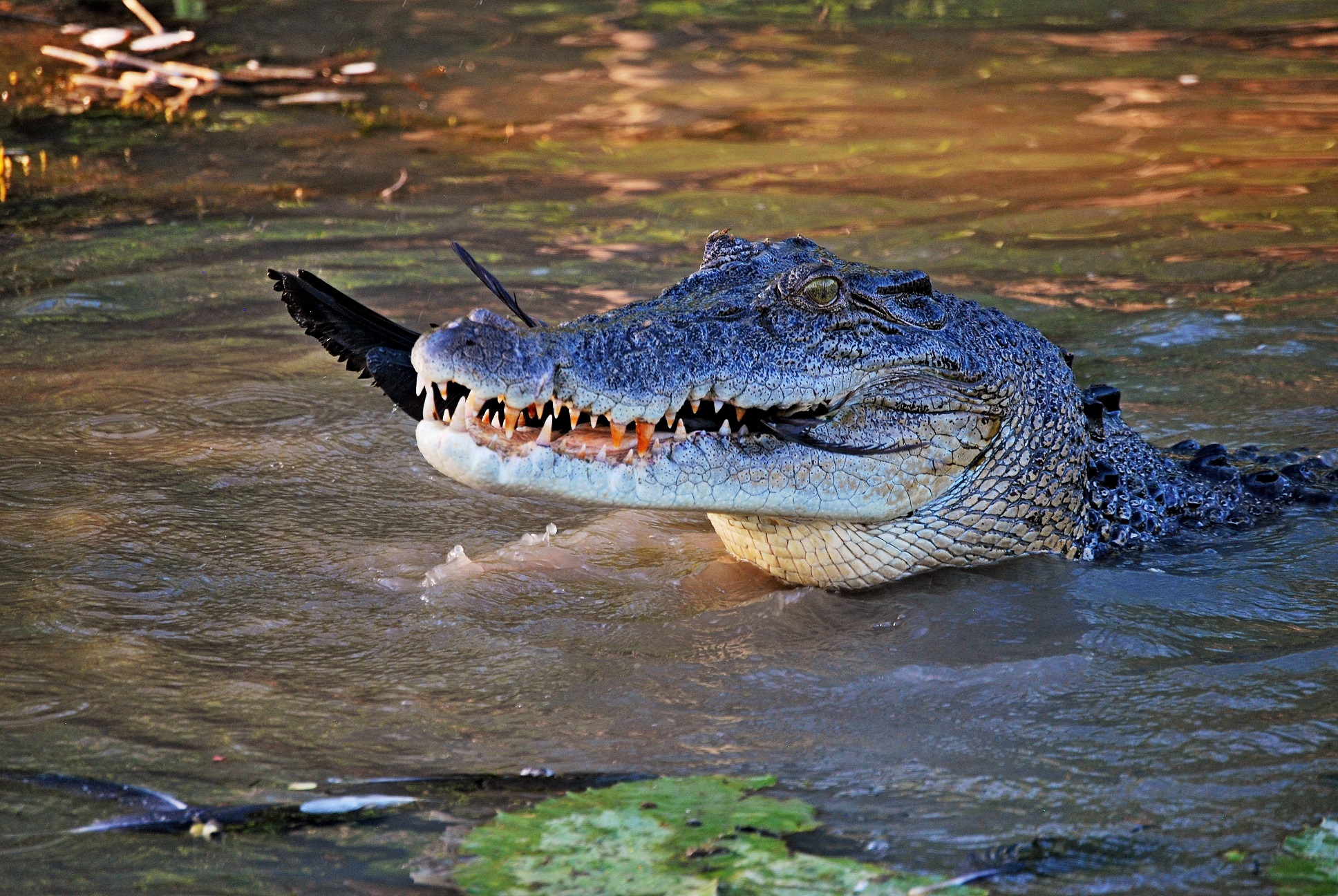 Les crocos de la yellow river Les crocos de la yellow river