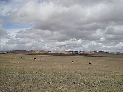 Paysage du désert