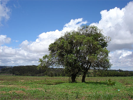 Arbres Arbres