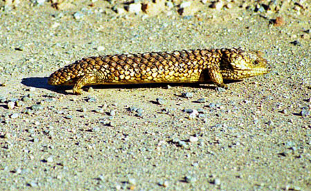 Lezard Lezard