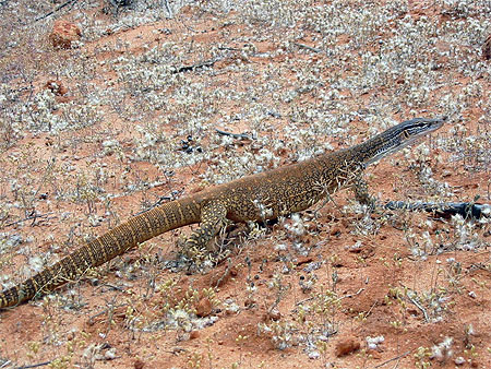 Lézard au Sturt National Park Lézard au Sturt National Park