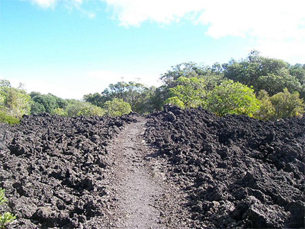 Les chemins sur le volcan Rangitoto