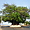 Baobab central 