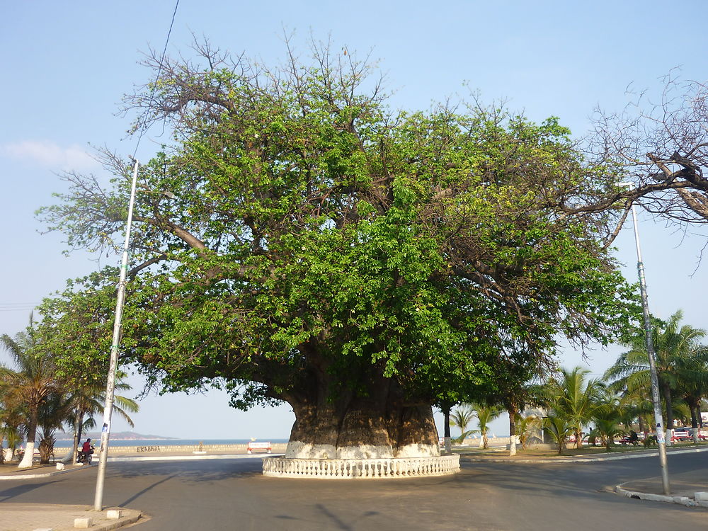 Baobab central 