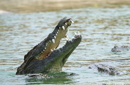 300 Crocodiles CROCOPARC AGADIR
