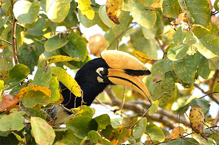 Great Indian Hornbill Great Indian Hornbill
