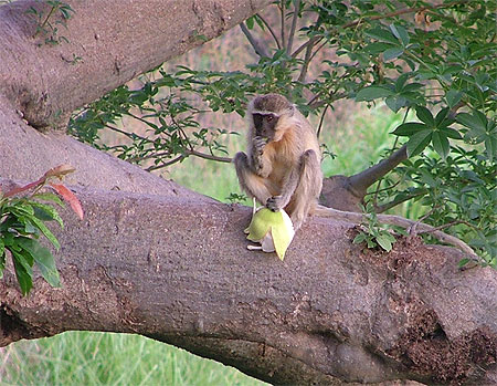 Singe vert a Tagou Singe vert a Tagou