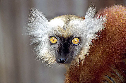 Madagascar, évadez-vous...faites Lémur