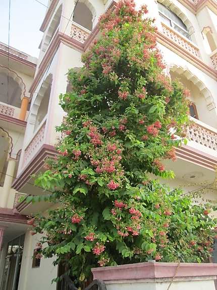 Maison fleurie à Pushkar