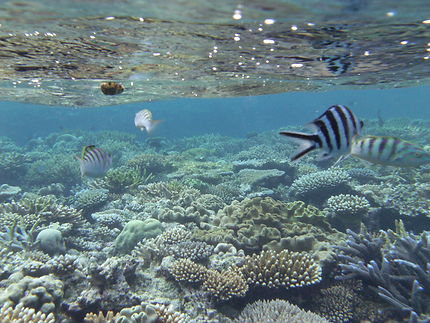 Découverte des récifs coralliens