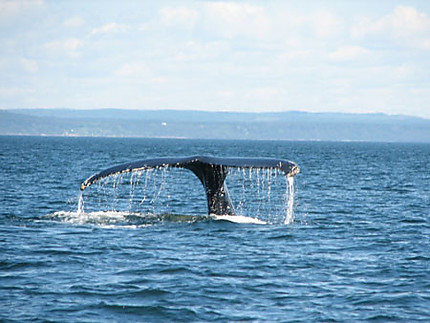 Baleine à bosse à Tadoussac