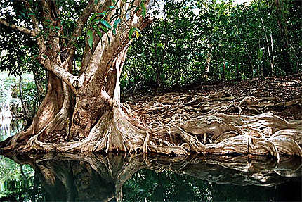 Palétuvier dans la mangrove
