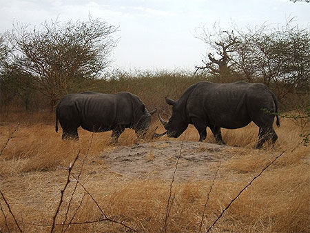 Rhinocéros de Bandia
